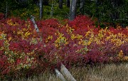 Lewis River Meadows 7558